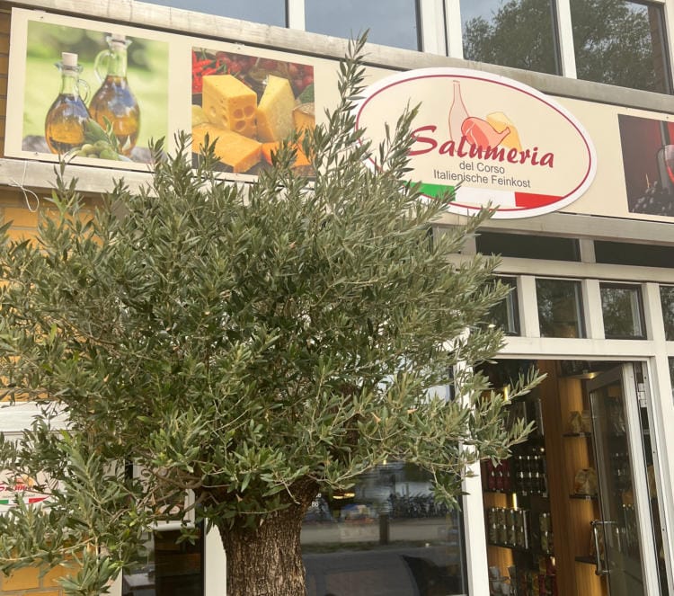 Close-up of the shop sign with an olive branch
